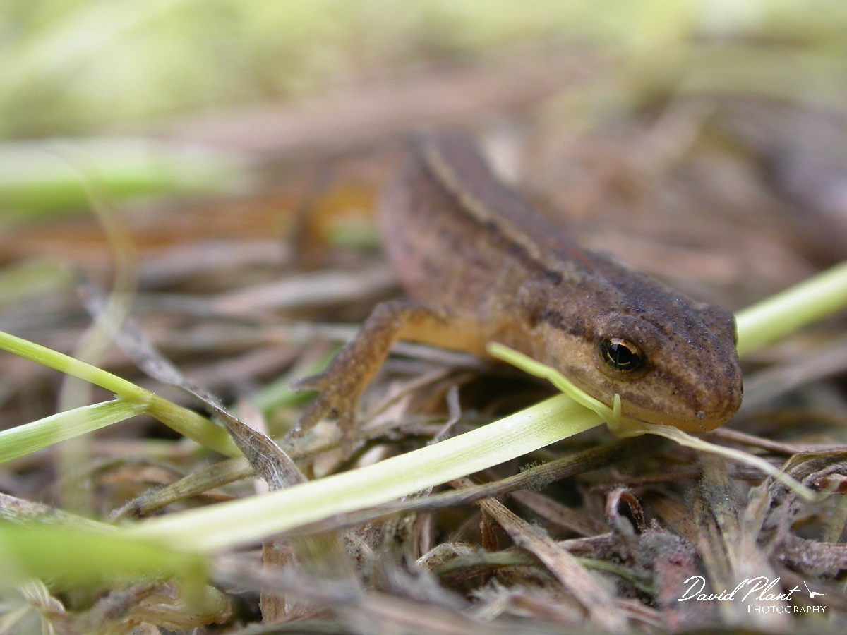 David Plant Photography - Wildlife Photographer - Smooth newt female - A.JPG - Smooth newt, female - Dorset